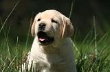 LABRADOR 1174